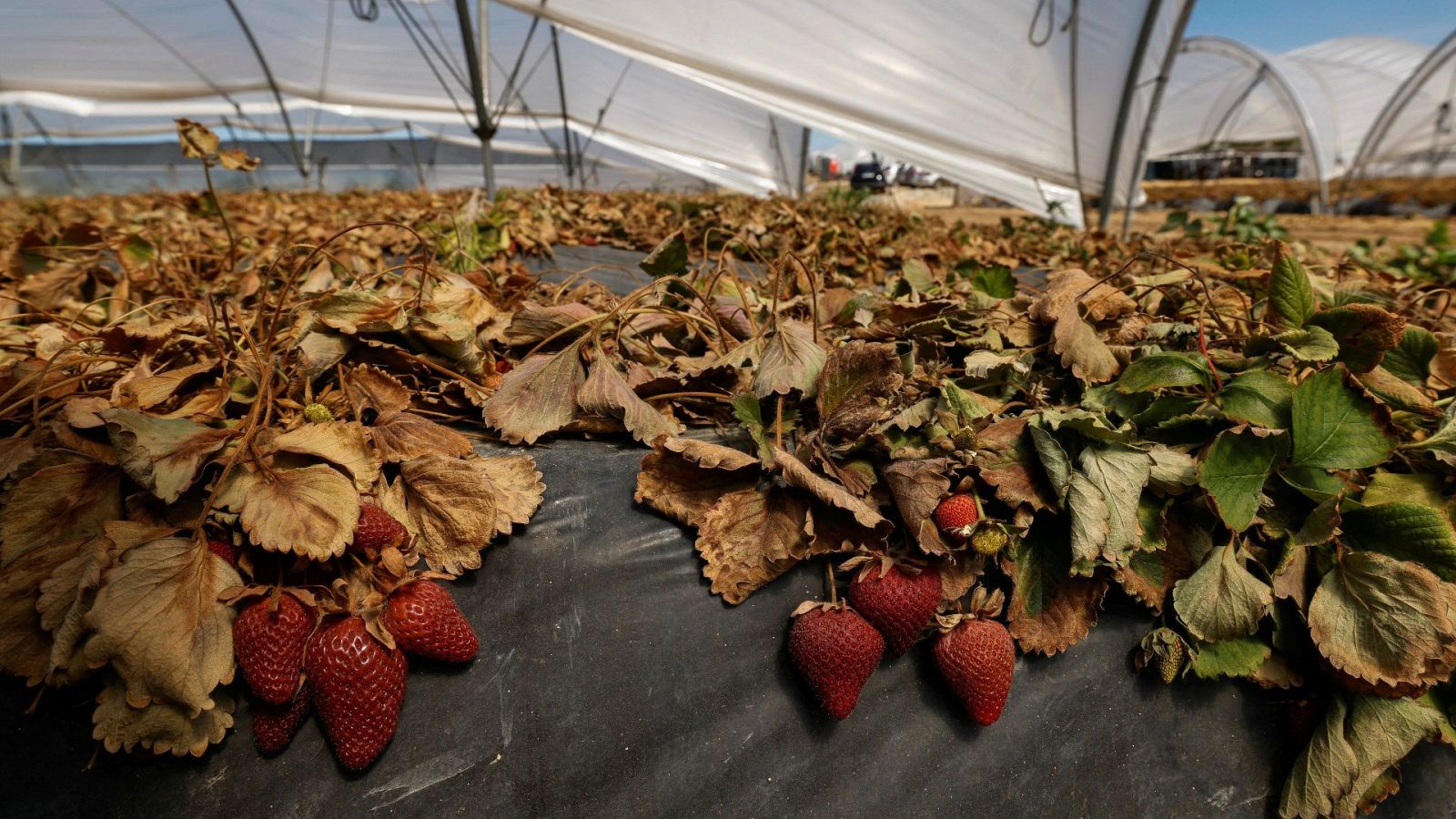 Plantas de fresas secas cerca del Parque Nacional de Donana