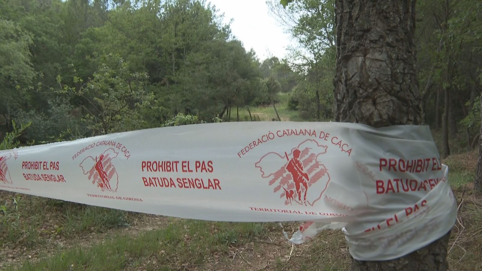 Balanç de l'emergència cinegètica declarada fins el passat 31 de maig