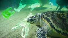 El plástico, contaminando tierra, aire, mar y cuerpos humanos