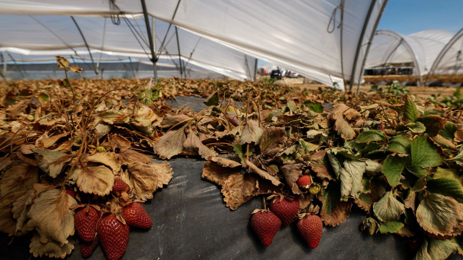 Plantaciones secas de fresas en el entorno de Doñana, el pasado mes de abril.