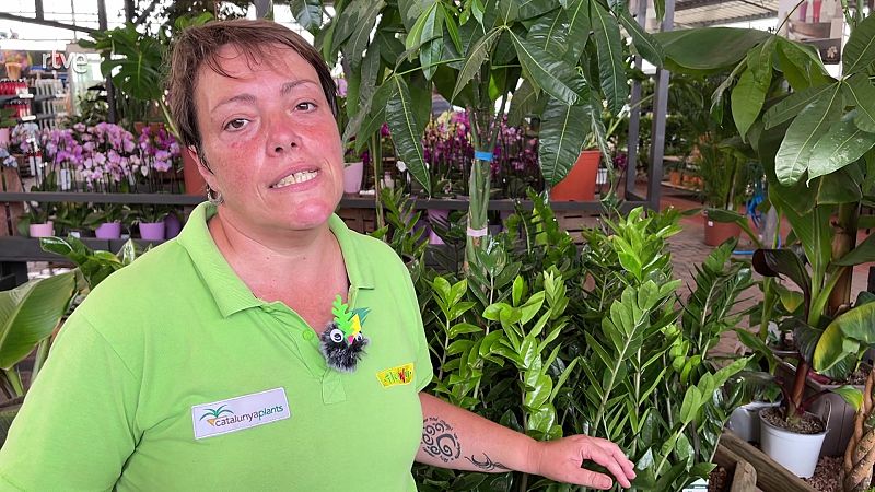 Plantes resistents per envoltar-te de verd a l'oficina