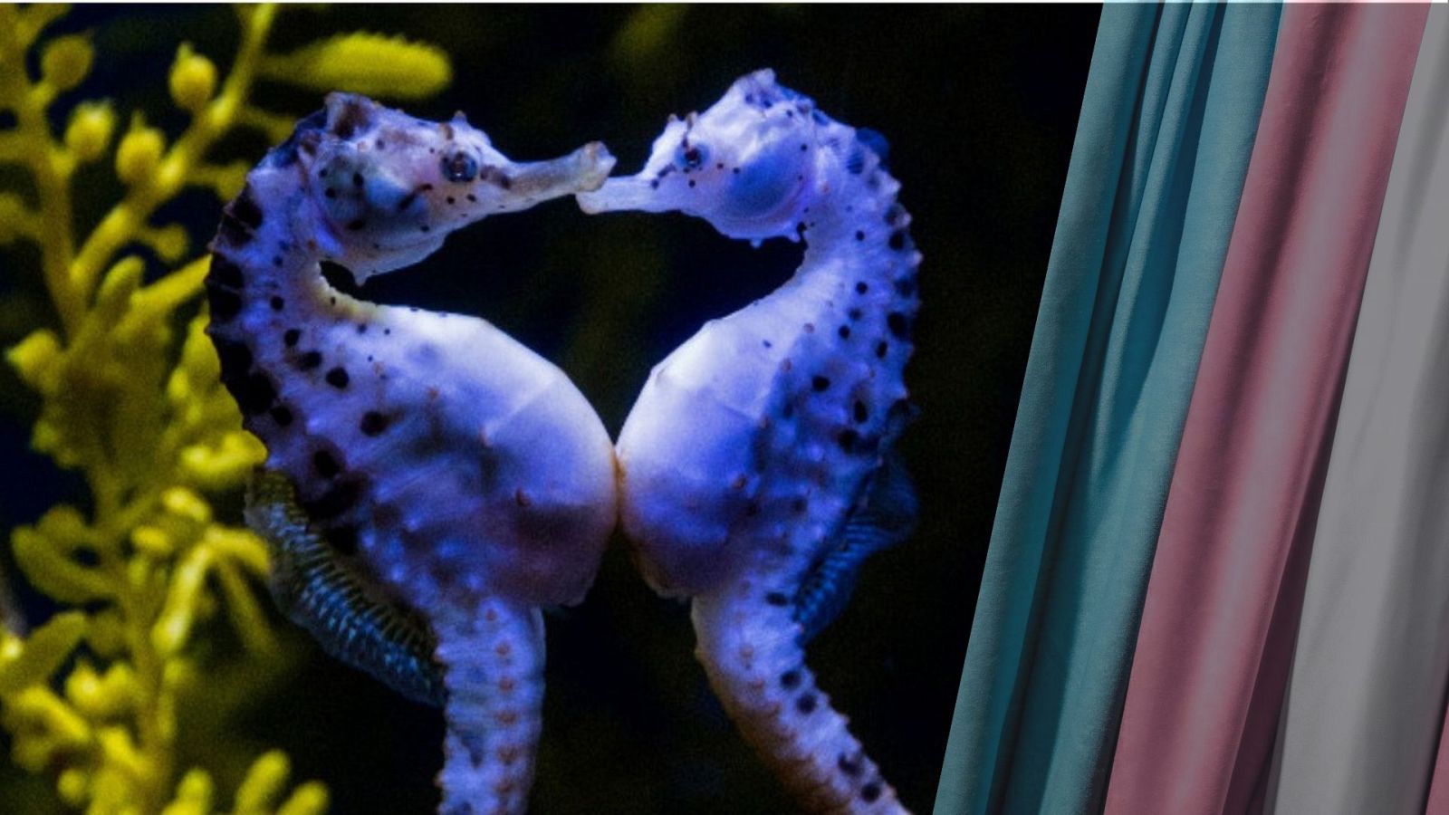 Los machos de caballito de mar gestan a sus crías