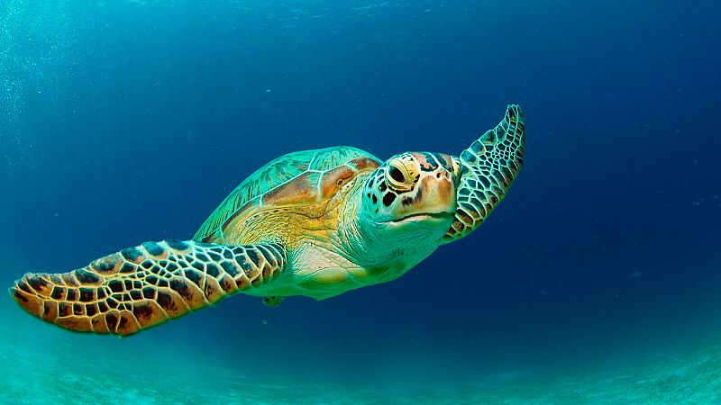 Lo que no sab�as de las tortugas marinas, uno de los animales que m�s tiempo lleva en la Tierra 