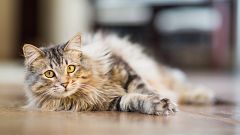 ¿Por qué los gatos son capaces de sobrevivir a caídas de grandes alturas?