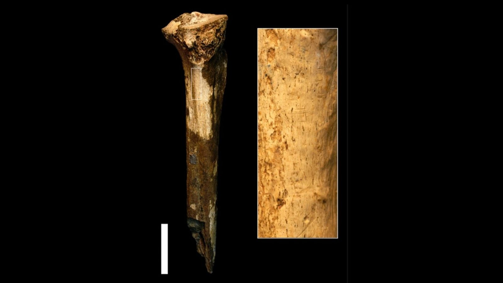 Posible canibalismo en una tibia de más de un millón de años
