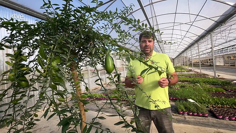 El caviar que cau de l'arbre