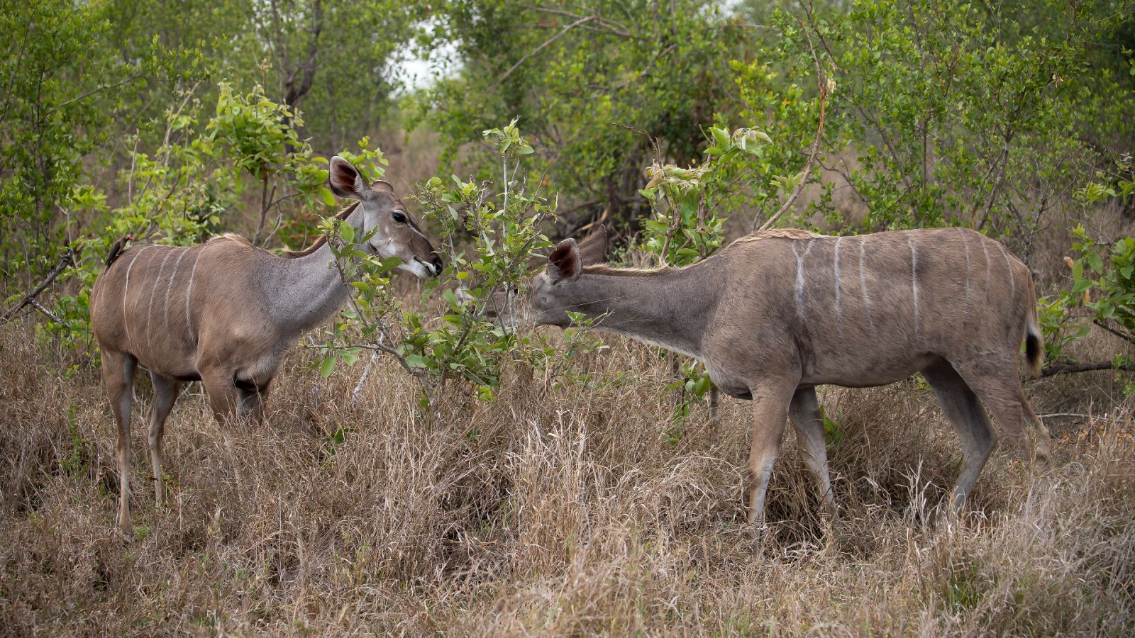 Un estudio derriba el mito de los hombres cazadores y las mujeres recolectoras en el último siglo