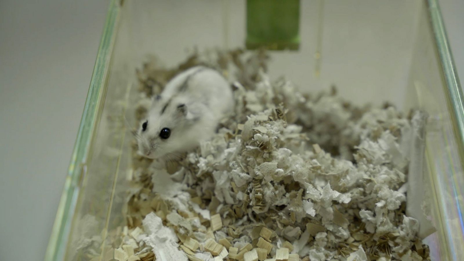 Hámster siberiano del Laboratorio de HIbernación