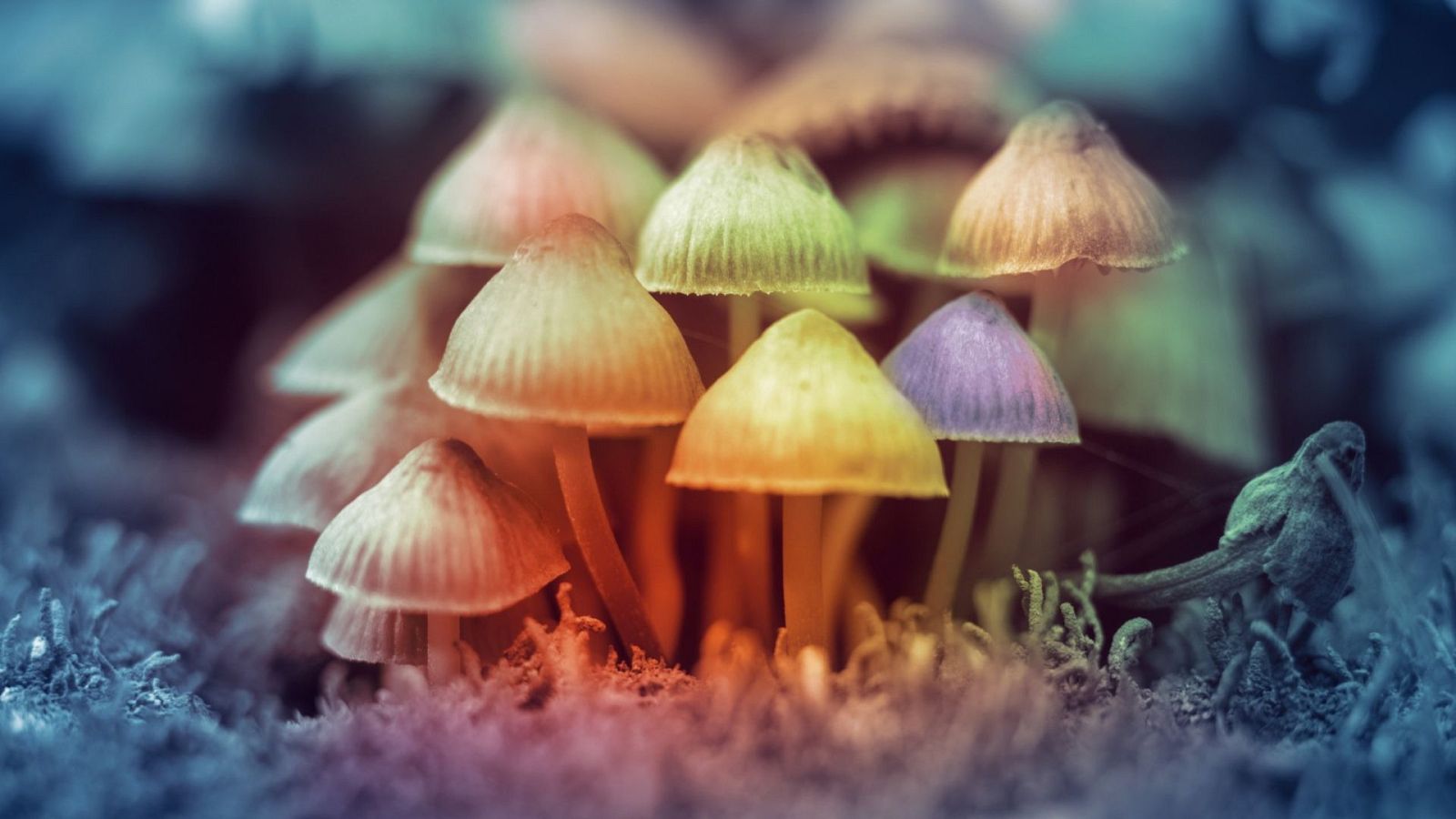 Hongo de psilocibina