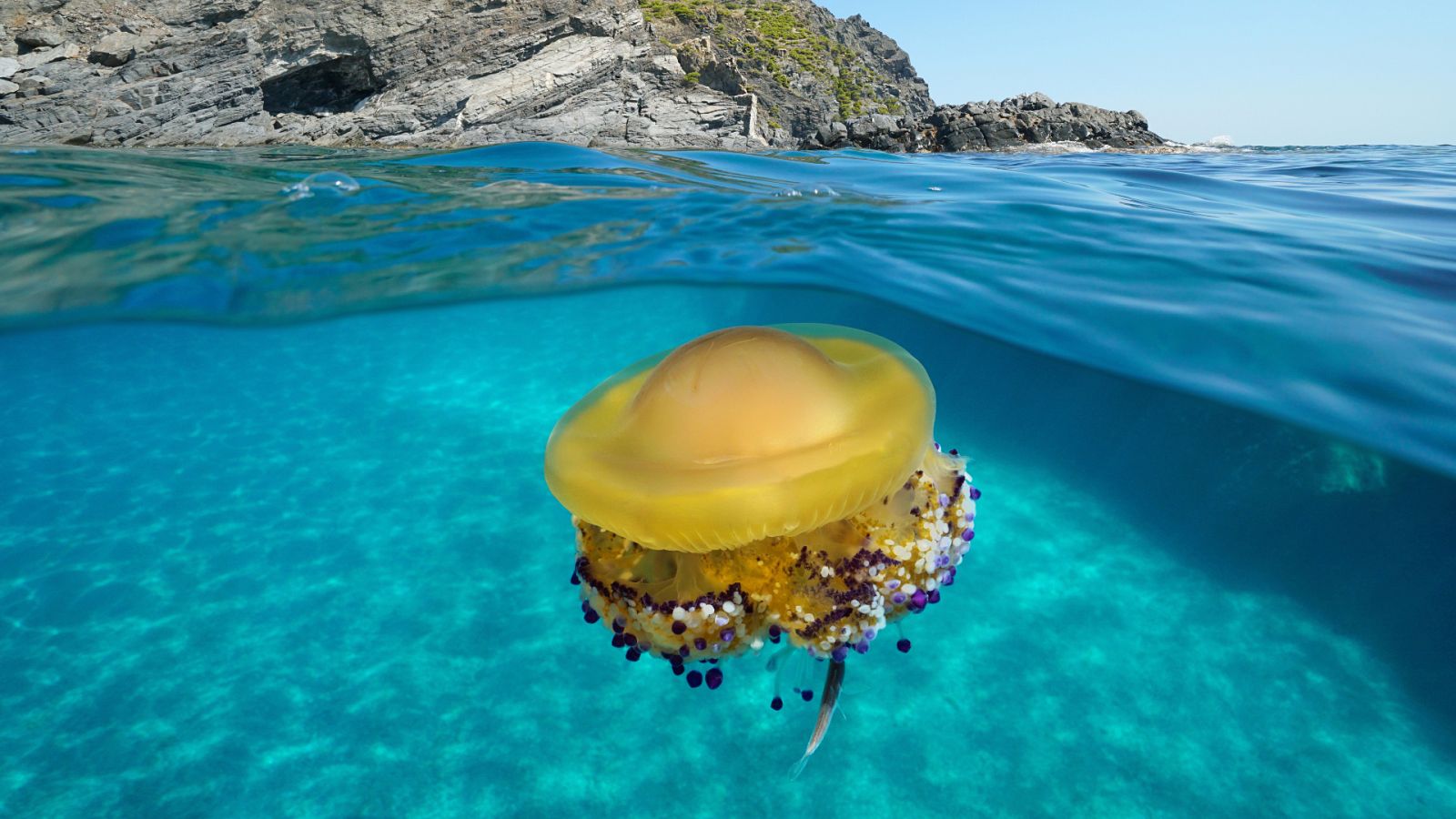 Medusas en el Mar Menor