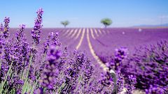 El tesoro púrpura de Brihuega: los campos de lavanda se convierten en un imán para el turismo