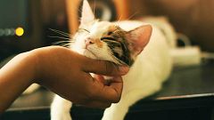 Pet sitting, la nueva forma de viajar en verano que arrasa en Tiktok
