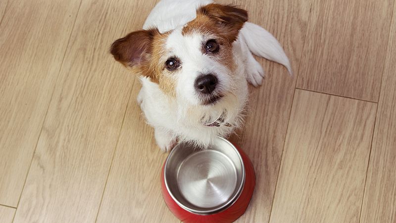 D�a Mundial del Perro: �puede comer la misma comida que su due�o? 