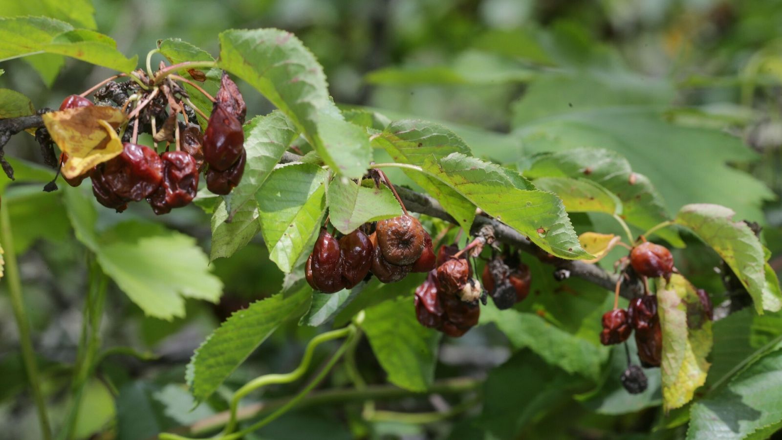 Las indemnizaciones por siniestros en el campo alcanzan 772 millones de euros en el primer semestre