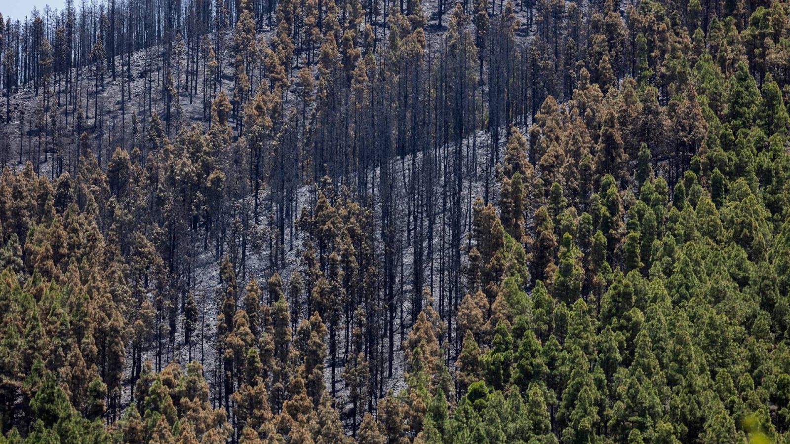 Estabilizado por completo el incendio forestal de Gran Canaria