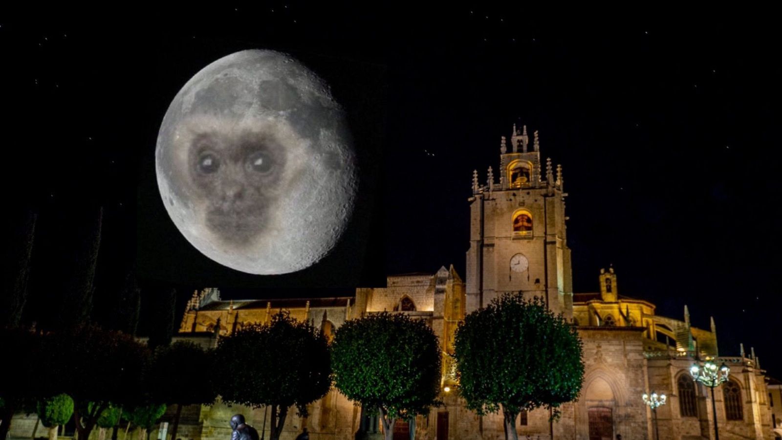 El mono lunar que triunfa en las redes