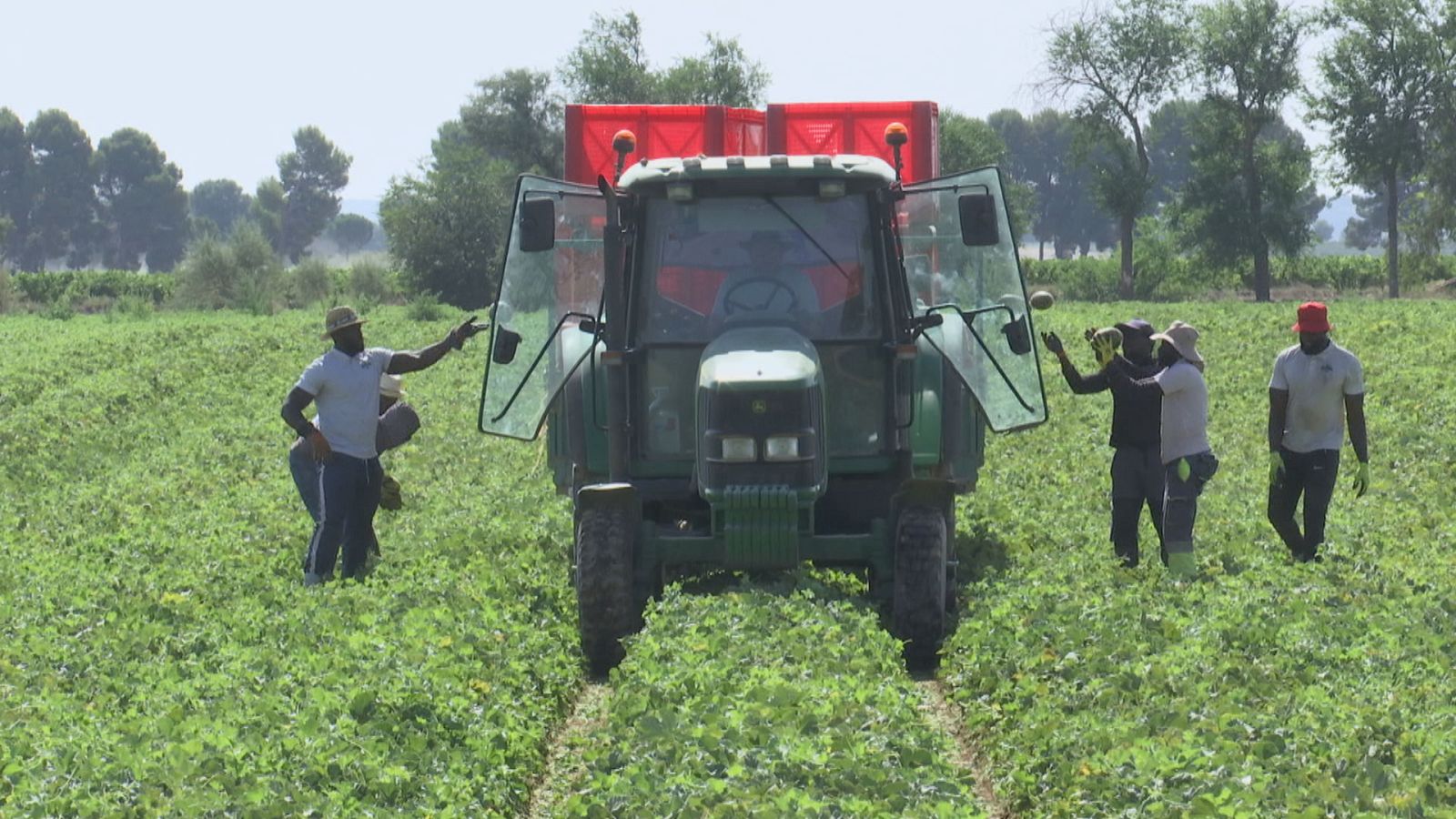 Trabajadores cortando melón en Argamasilla de Alba