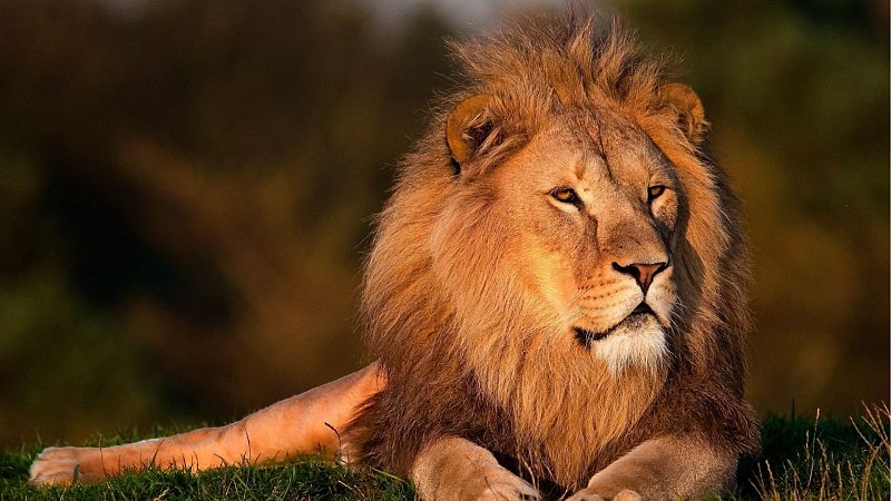 Día mundial del león: 5 cosas que no sabías de "el rey de la selva"