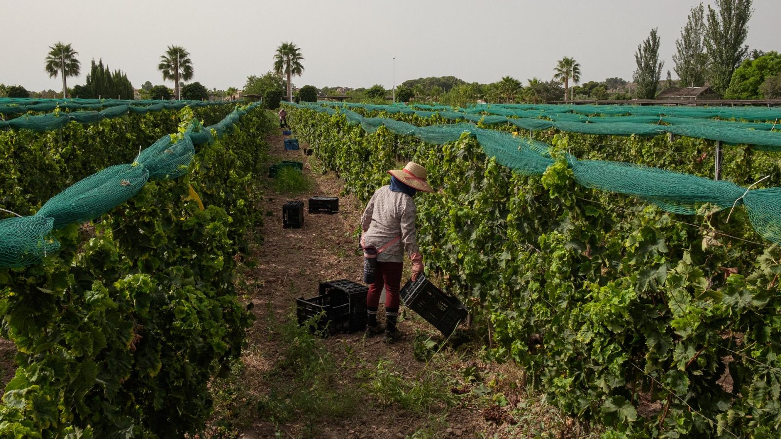 Una trabajadora recoge uva durante una jornada de vendimia