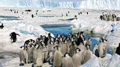 La pérdida de hielo provoca efectos catastróficos en las colonias de pingüinos emperador