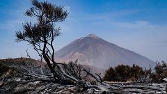 Tenerife se encomienda a su "ave fénix", el pino canario, para recuperar el "pulmón" perdido tras el incendio