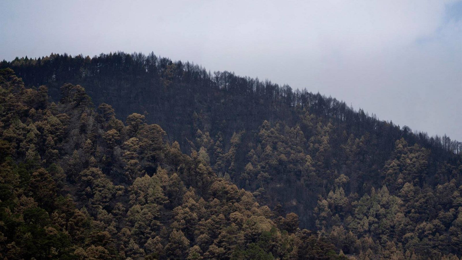 Vista de la zona de monte del municipio de El Rosario quemada por el incendio de Tenerife el 25 de agosto