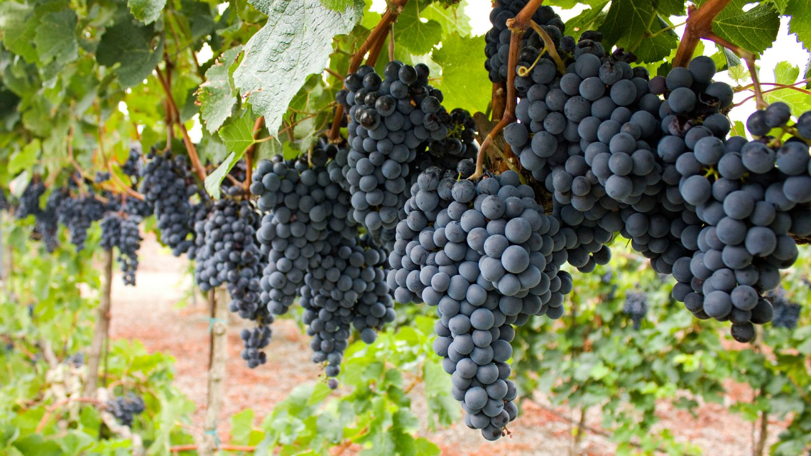 La investigación permitirá estudiar la función de todos los genes de la especie Vitis vinifera.