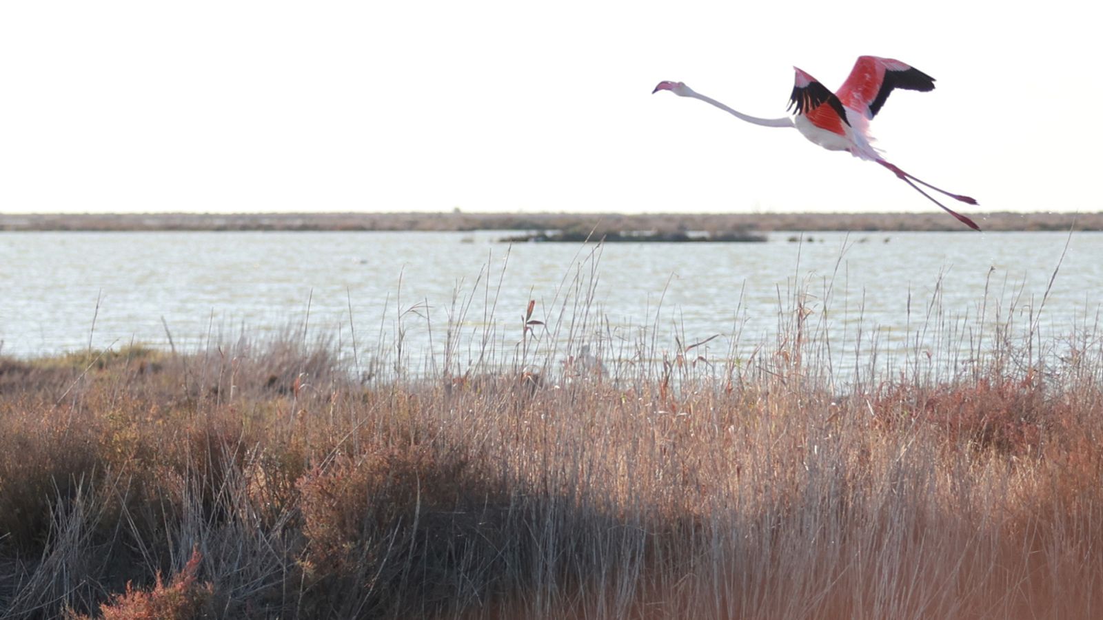 Imagen de un flamenco alzando el vuelo sobre un humedal cercano a Doñana.