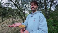 Tot el que has de saber sobre els bolets