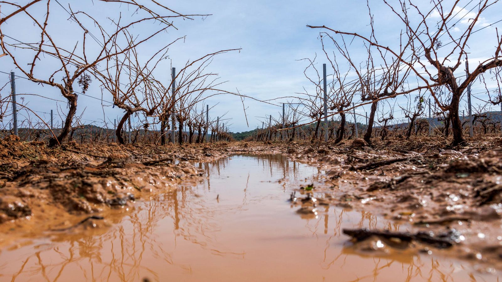 Daños cultivos Requena 03