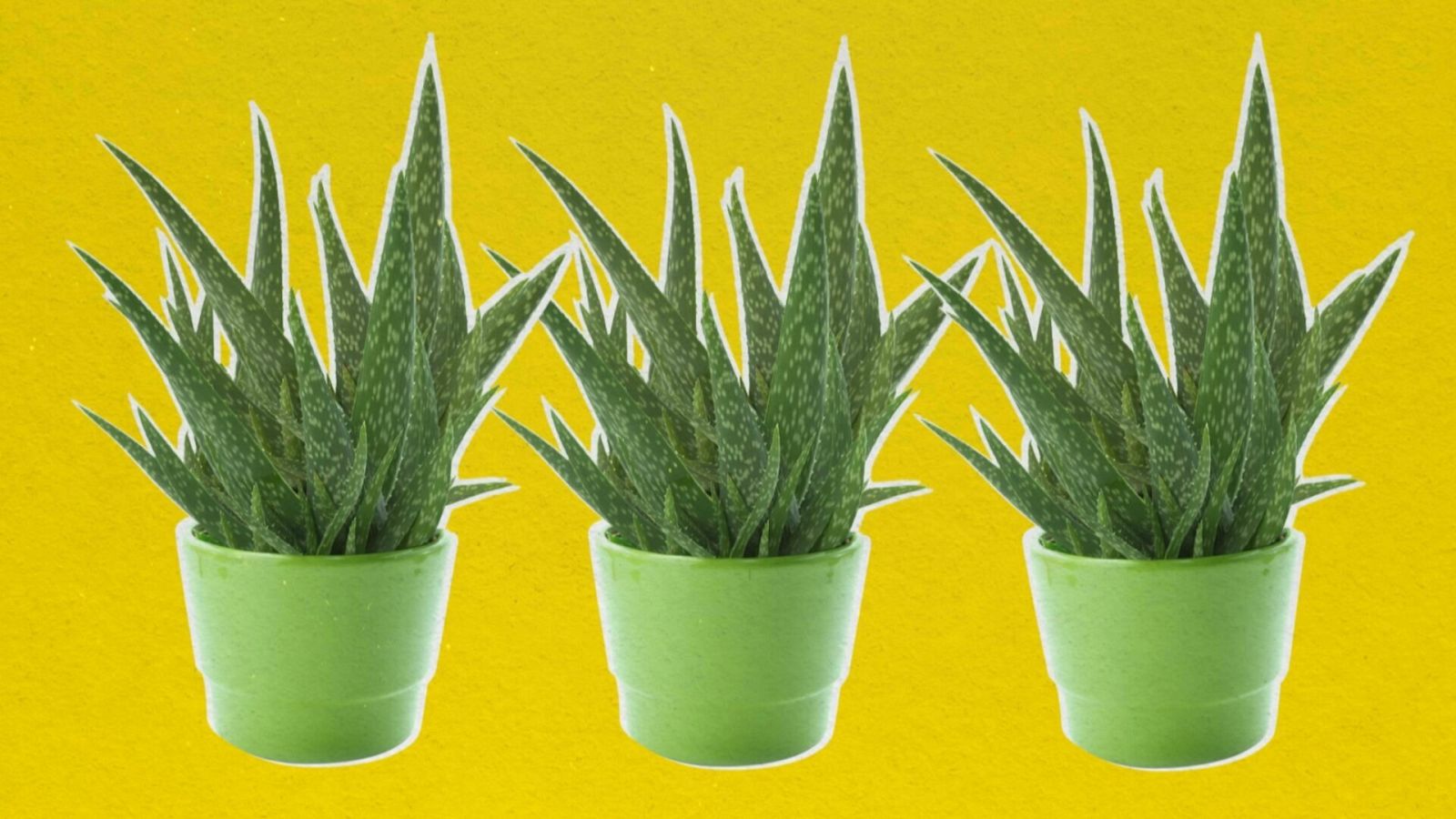 Descobreix quines son les 10 paraules més boniques del català, com l'atzavara