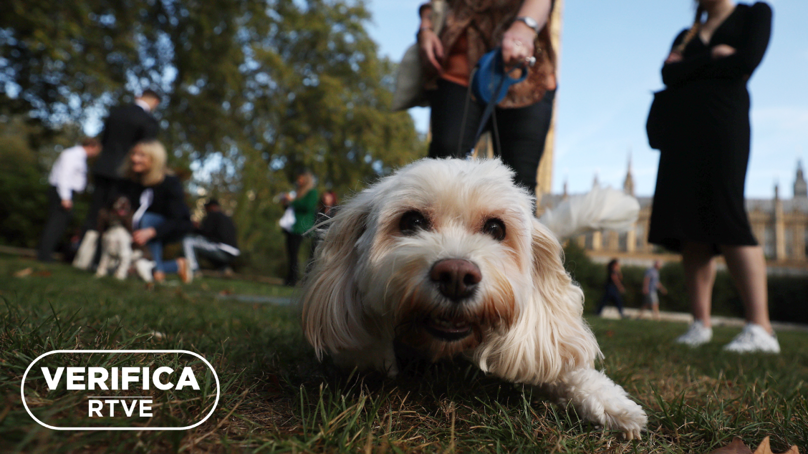 Ley de bienestar animal: un perro tumbado en el césped