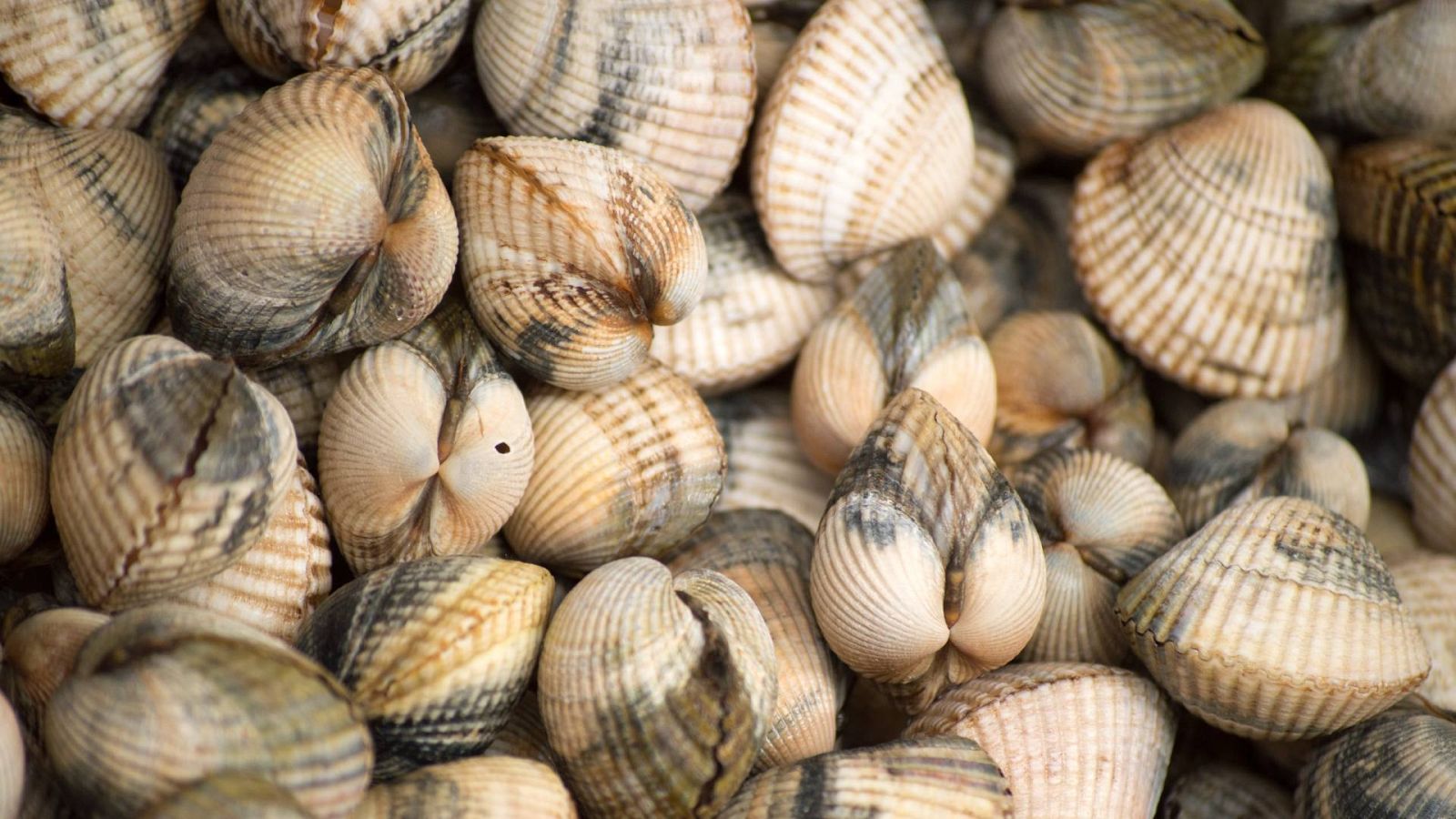 Berberechos en una imagen de archivo