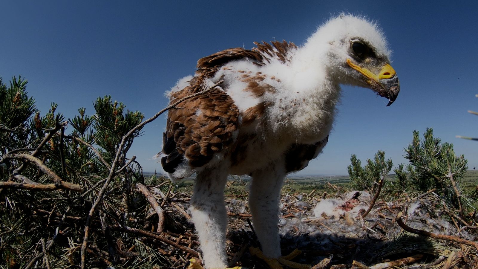 El águila imperial: 5 datos curiosos sobre esta ave