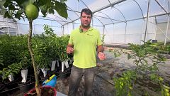 Les plagues que amenacen llimoners i tarongers