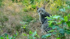 La Montaña Palentina: El mejor lugar de Europa para observar al gato montés