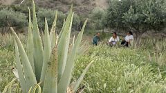 5 cosas que no sabías sobre el Aloe Vera,  la planta de las mil caras