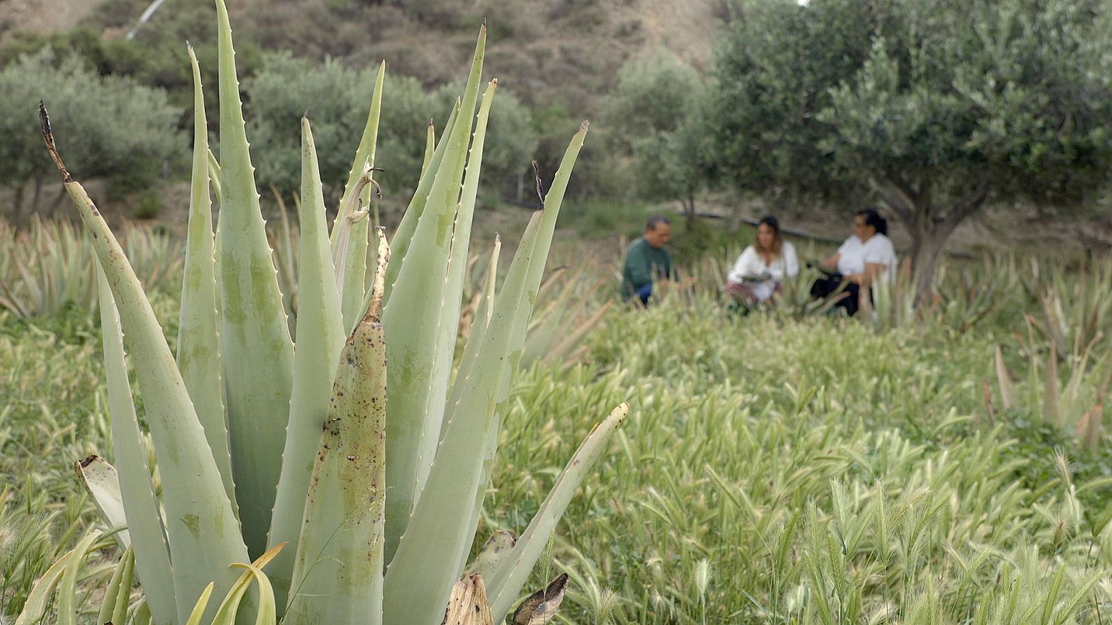 Cultivo de Aloe Vera en Almería