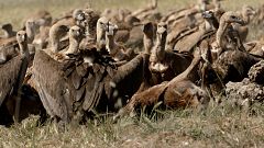 ¿Por qué Los buitres negros forman parte de los cuerpos de emergencia de la naturaleza?