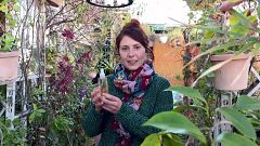 Recupera la brillantor del teu cabell amb aquest tònic fet amb ingredients naturals