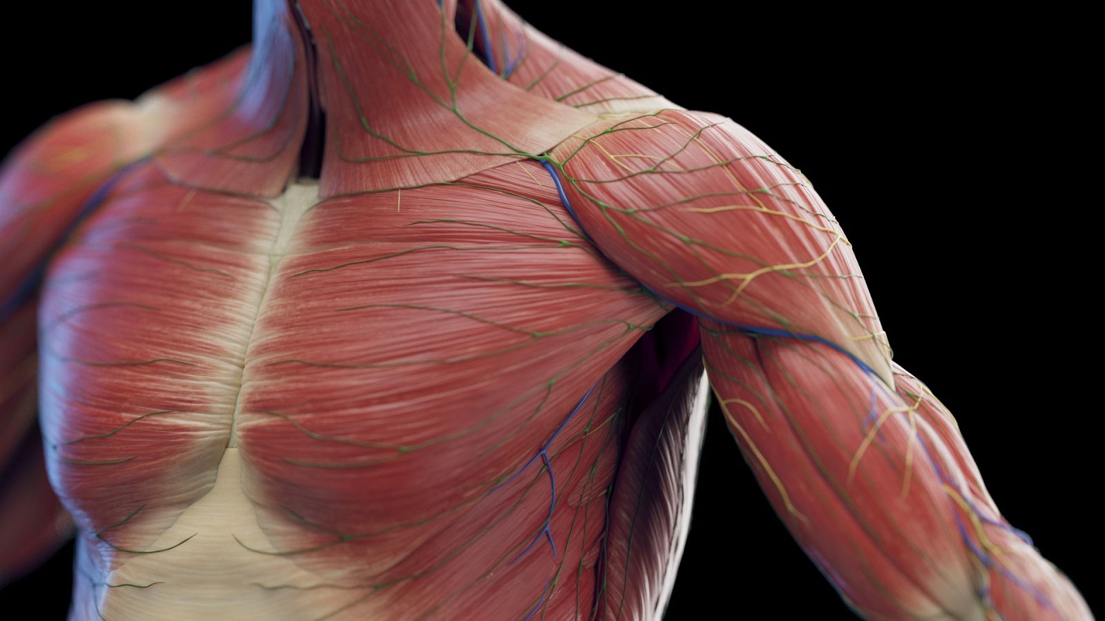 Ahora o Nunca | Importancia de los músculos