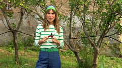 Les millors eines per l'hort i el jardí