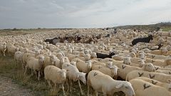 Así trabajan los últimos pastores trashumantes de Navarra