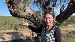 Com alimentar els ocells a l'hivern?