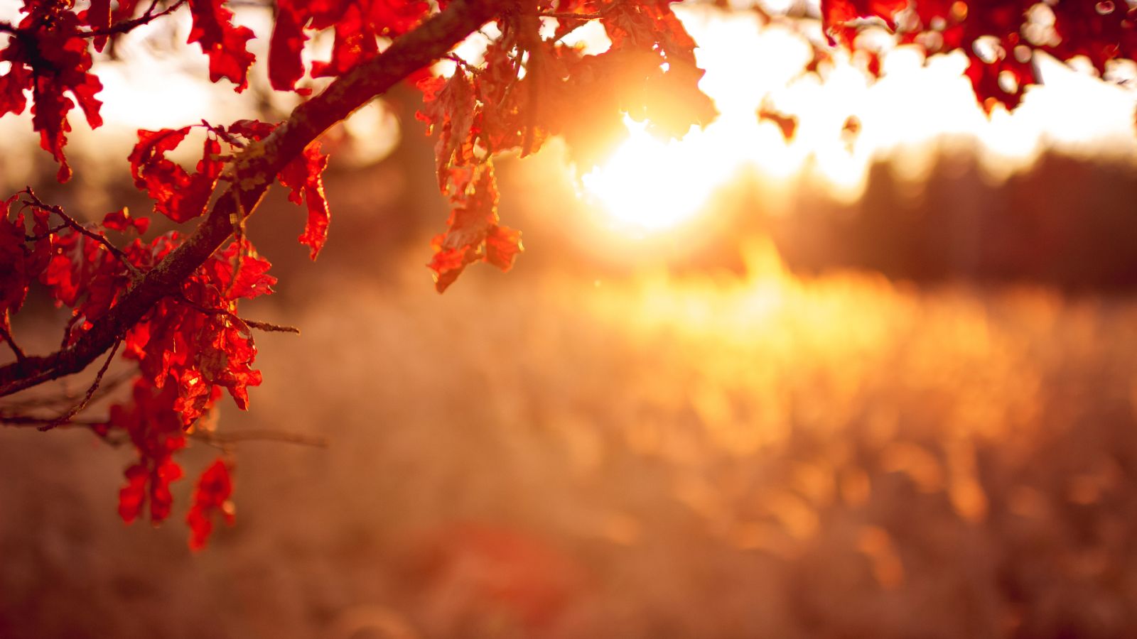 Puesta de sol frente a un bosque en estado otoñal