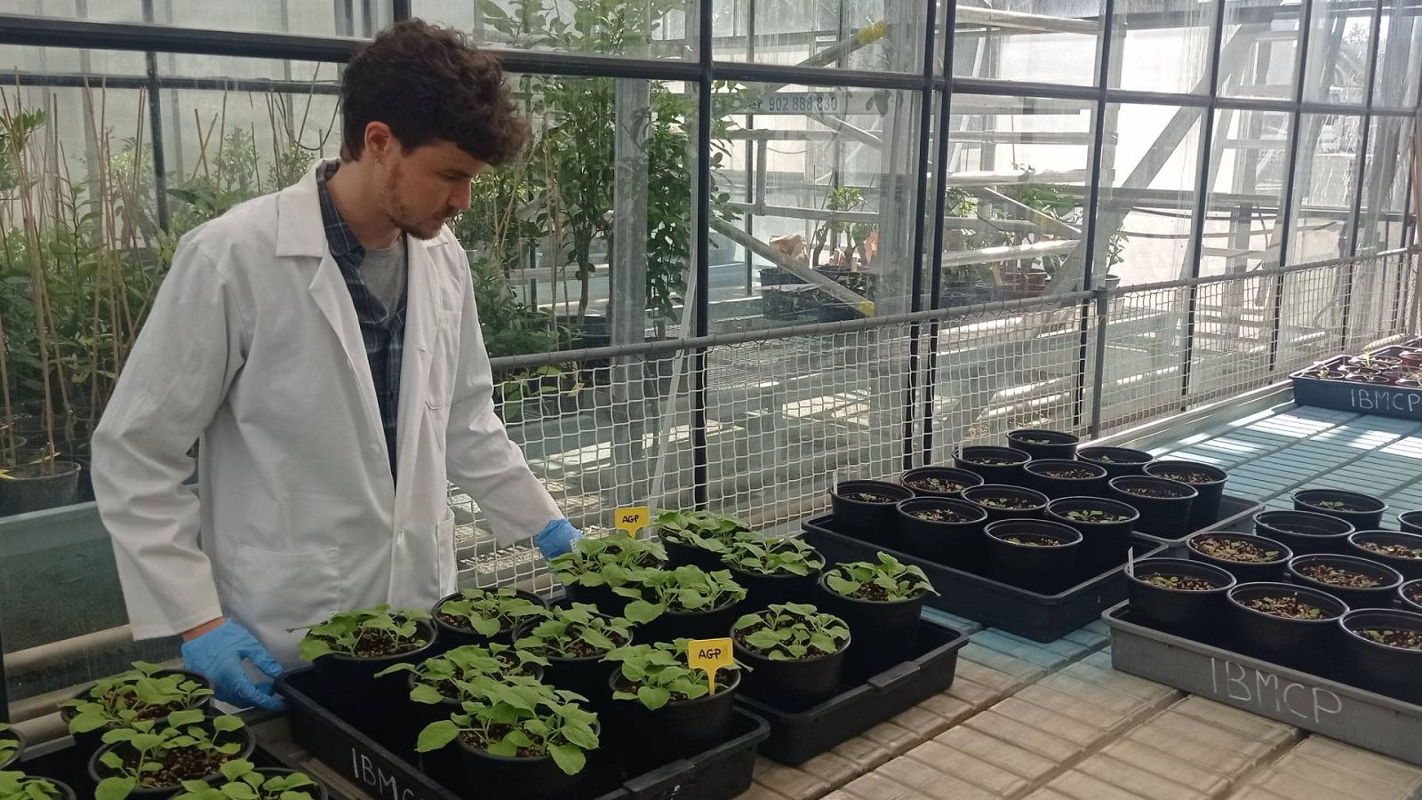 El investigador del IBMCP Fernando Merwaiss