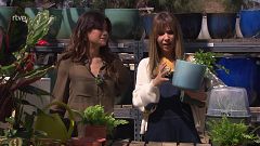 Testos d'autoreg: com mantenir les plantes hidratades constantment