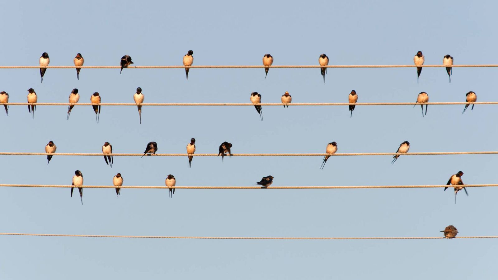 Una bandada de golondrinas en una imagen de archivo