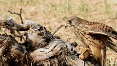 Cernícalos: Halcones de andar por casa. ¡Conoce todos sus secretos!