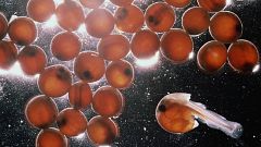 La estrategia reproductiva del salmón del Pacífico: morir después de fecundar